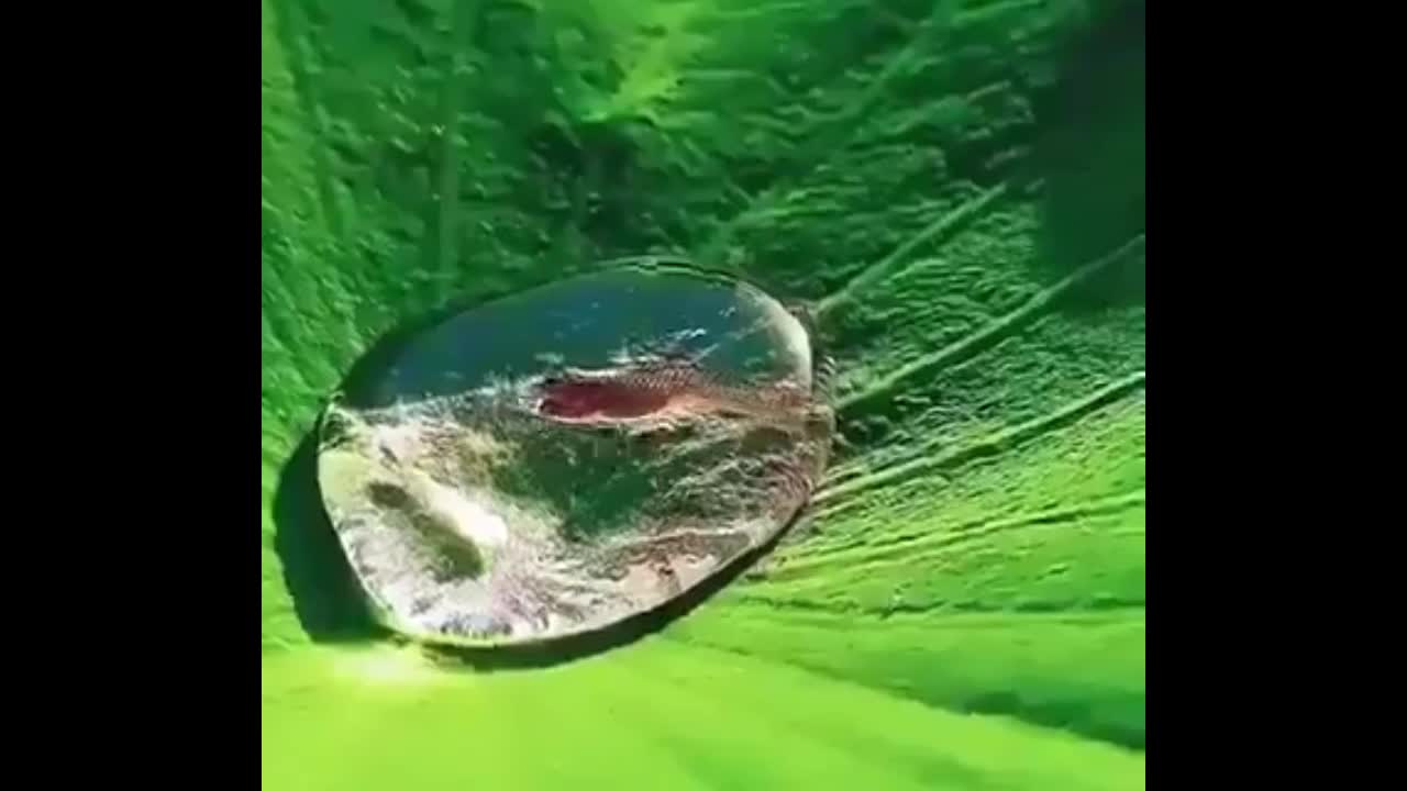 Đời sống - Cá nhỏ bơi lội trong giọt nước trên lá sen khiến cư dân mạng xôn xao