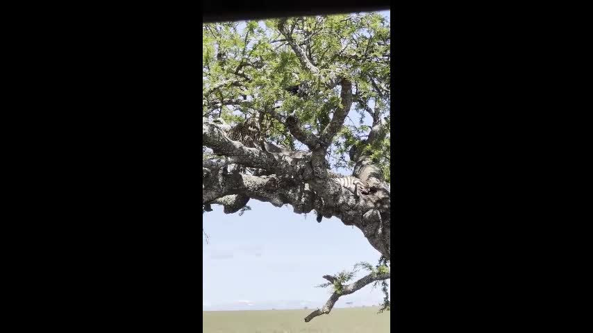 Video - Clip: Bị rắn hổ mang đe dọa, báo hoa mai vứt mồi bỏ chạy