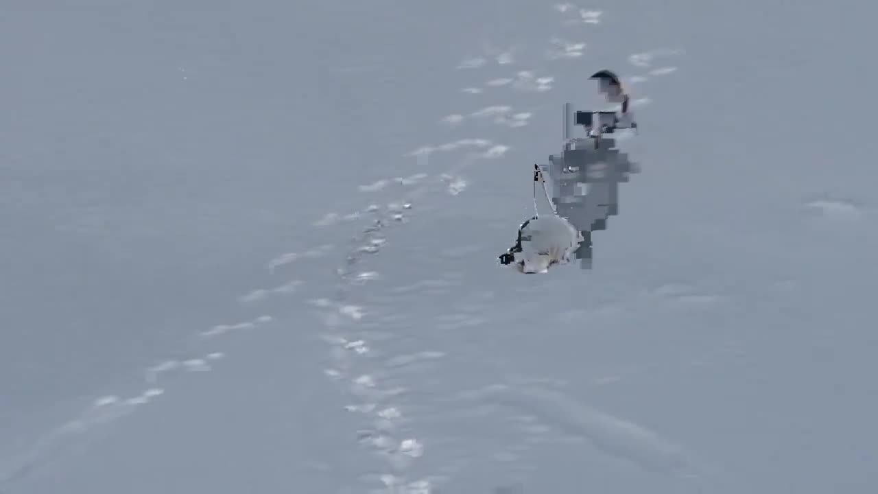 Video - Clip: Rái cá con trượt tuyết gây sốt mạng xã hội