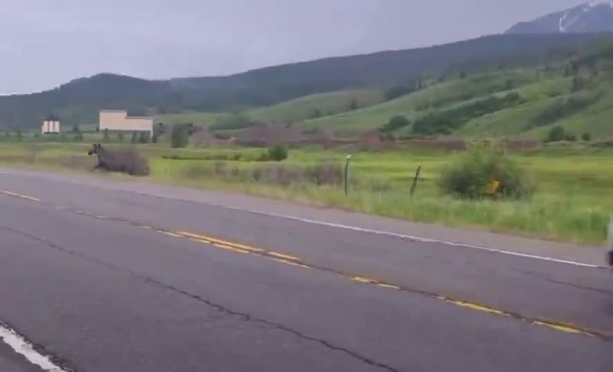 Video - Clip: Kinh hoàng ô tô va chạm mạnh với một con nai sừng tấm