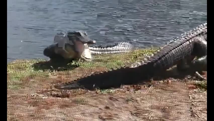 Video - Clip: Kinh hoàng cá sấu manh động tấn công cả đồng loại