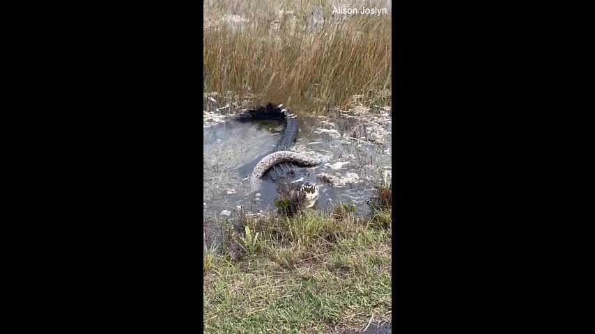 Video - Clip: Cá sấu nuốt chửng trăn khổng lồ sau trận tử chiến