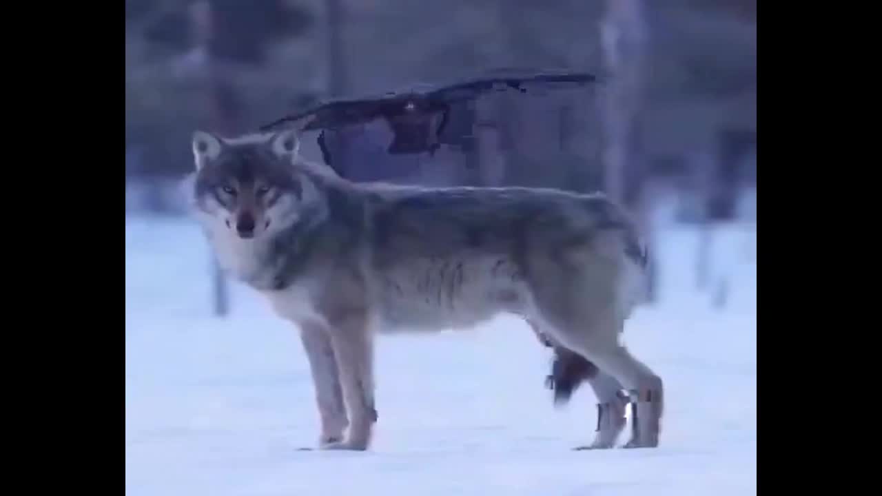 Video - Clip: Khoảnh khắc quạ trêu chọc chó sói đầy thú vị