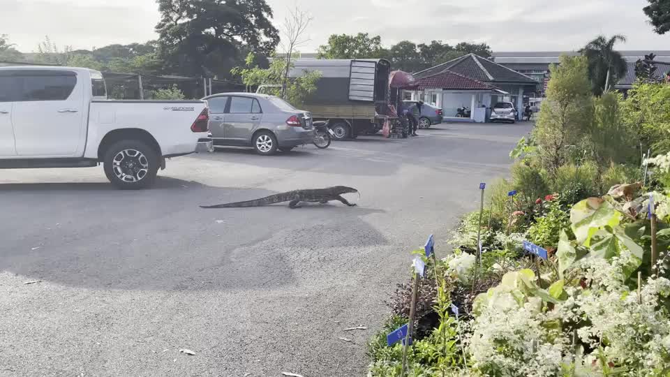 Video - Clip: Thằn lằn khổng lồ xuất hiện ở bãi đậu xe