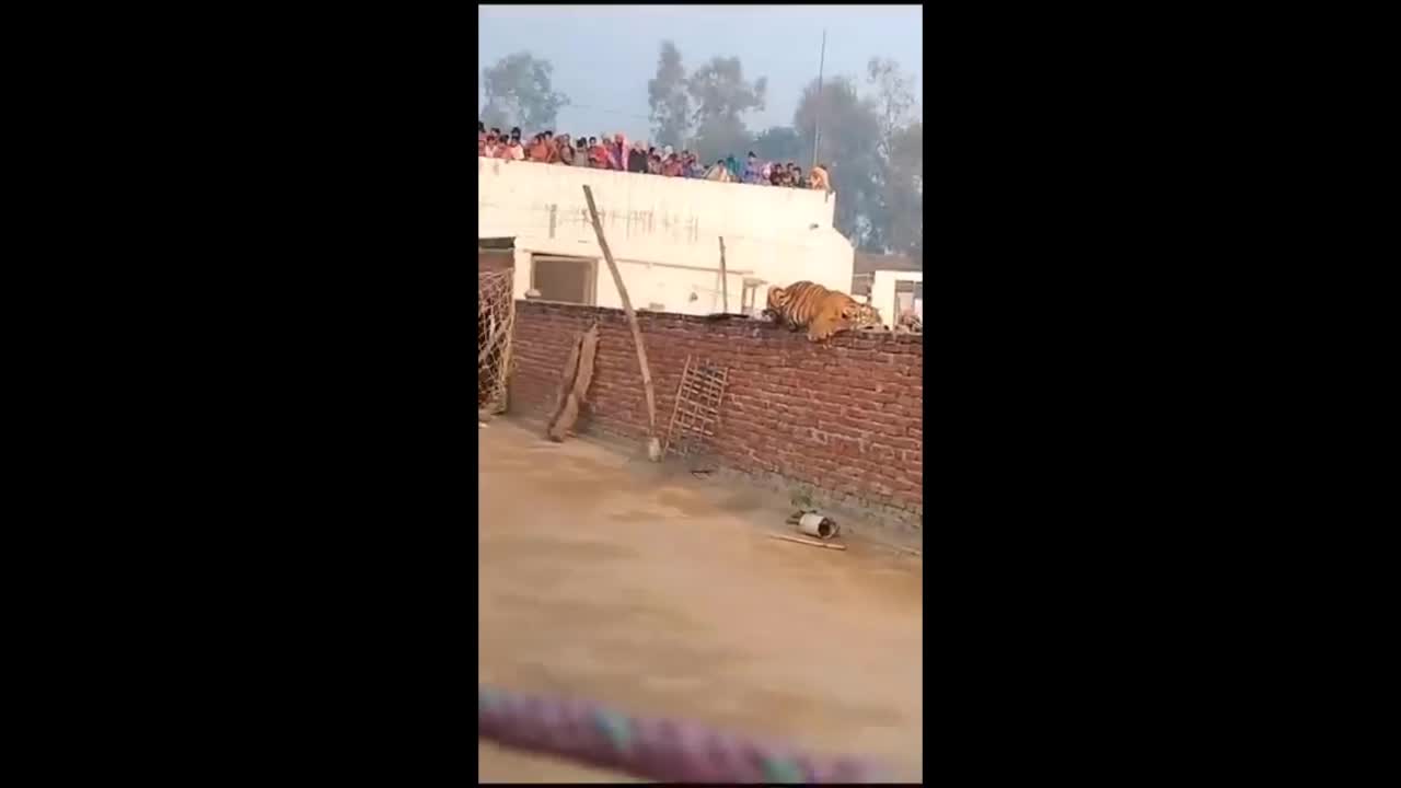 Video - Clip: Hổ vào làng ung dung nằm trên tường, dân kéo nhau đến xem