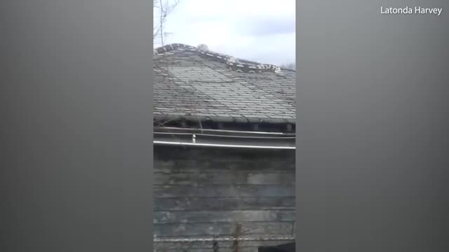 Video - Người phụ nữ ghi được cảnh tượng nổi da gà trên mái nhà hàng xóm