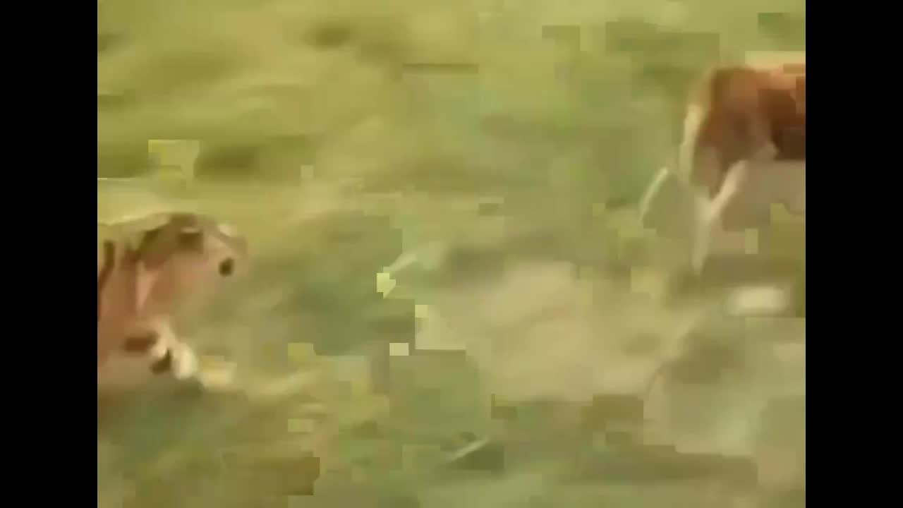 Video - Clip: Bò 'nổi điên' đuổi hổ chạy té khói