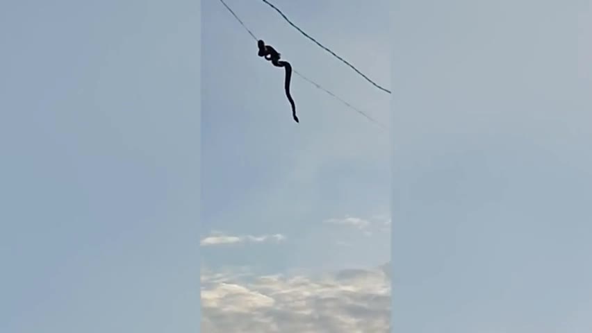Video - Clip: Kinh hoàng rắn từ trên dây điện đột ngột lao xuống đường