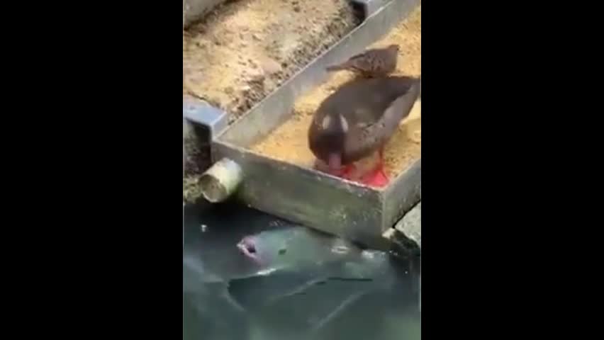 Video - Clip: Khoảnh khắc lạ lùng vịt thả thức ăn cho cá