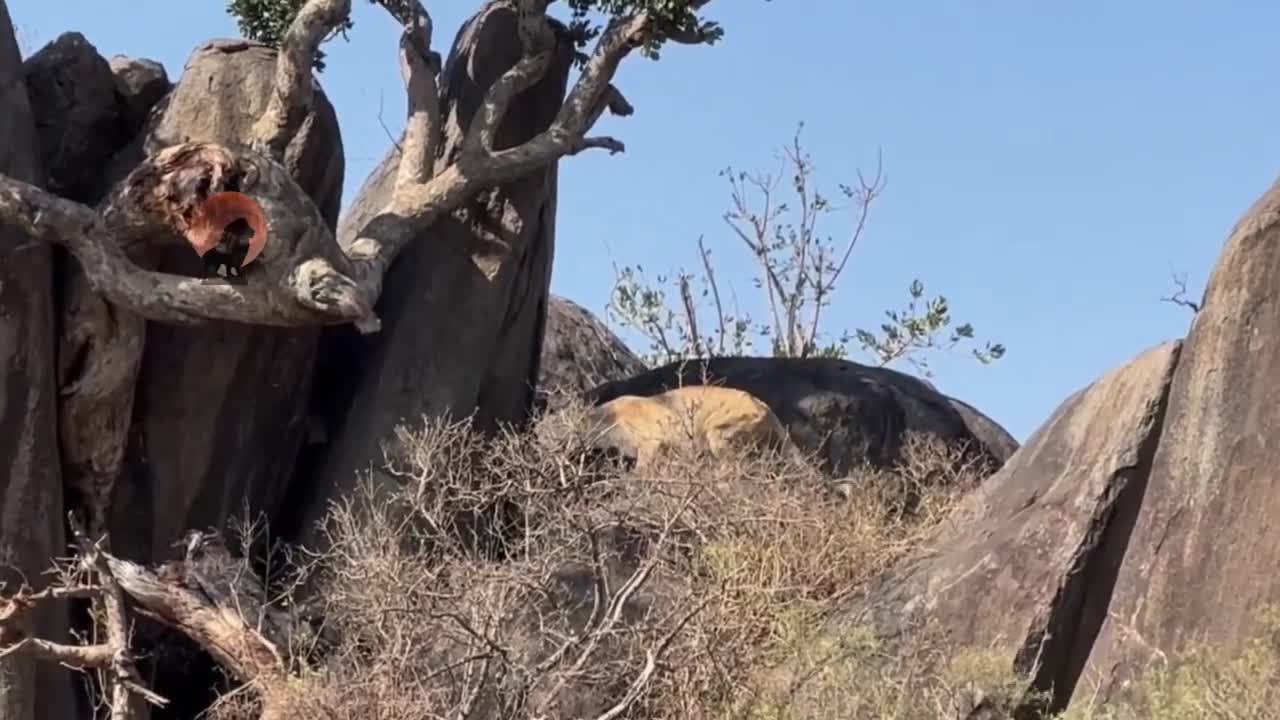 Video - Clip: Sư tử táo tợn cướp thức ăn của báo trên cây và cái kết bất ngờ