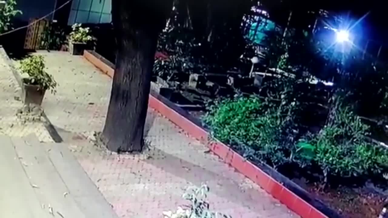 Video - Clip: Đang tấn công chó nhà, báo hoa mai sợ hãi vội tháo chạy