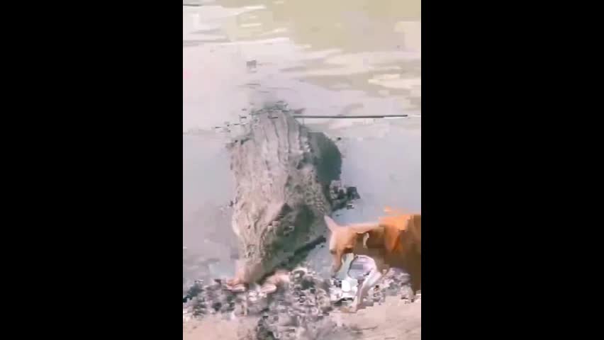 Video - Clip: Kinh hoàng cá sấu lao lên khỏi mặt nước tấn công chó