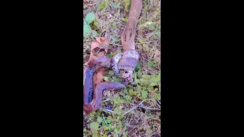 Video - Clip: Kinh hoàng khoảnh khắc trăn tử chiến với rắn hổ mang