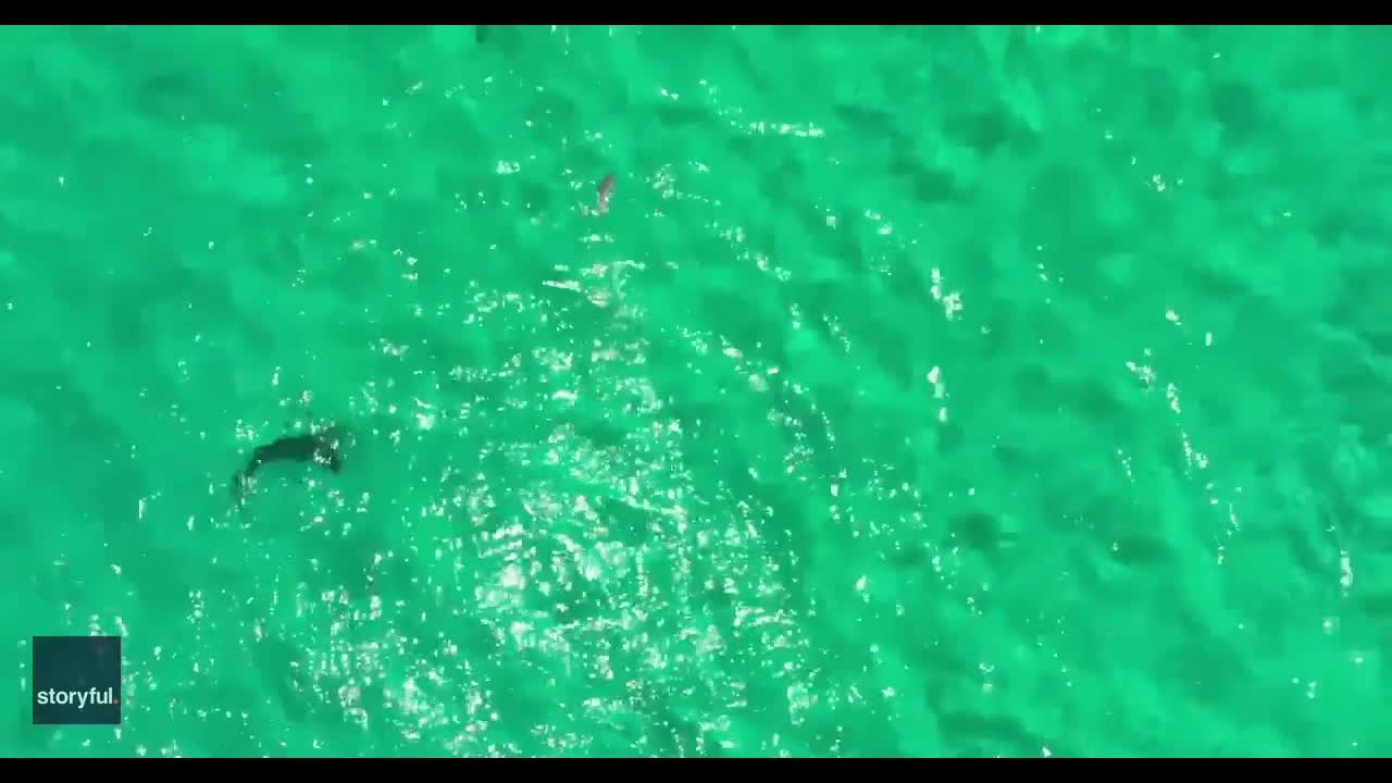 Video - Clip: Mực phun mực vào cá mập trong nỗ lực trốn thoát
