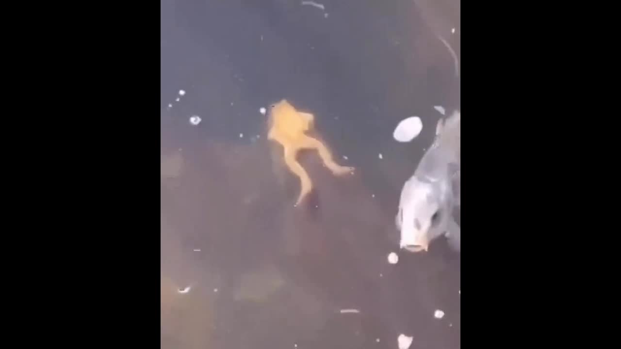 Video - Clip: Khoảnh khắc hiếm gặp ếch quá giang trên đầu cá