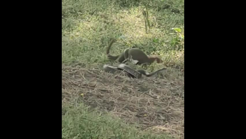 Video - Clip: Trận chiến khốc liệt giữa cầy mangut và rắn