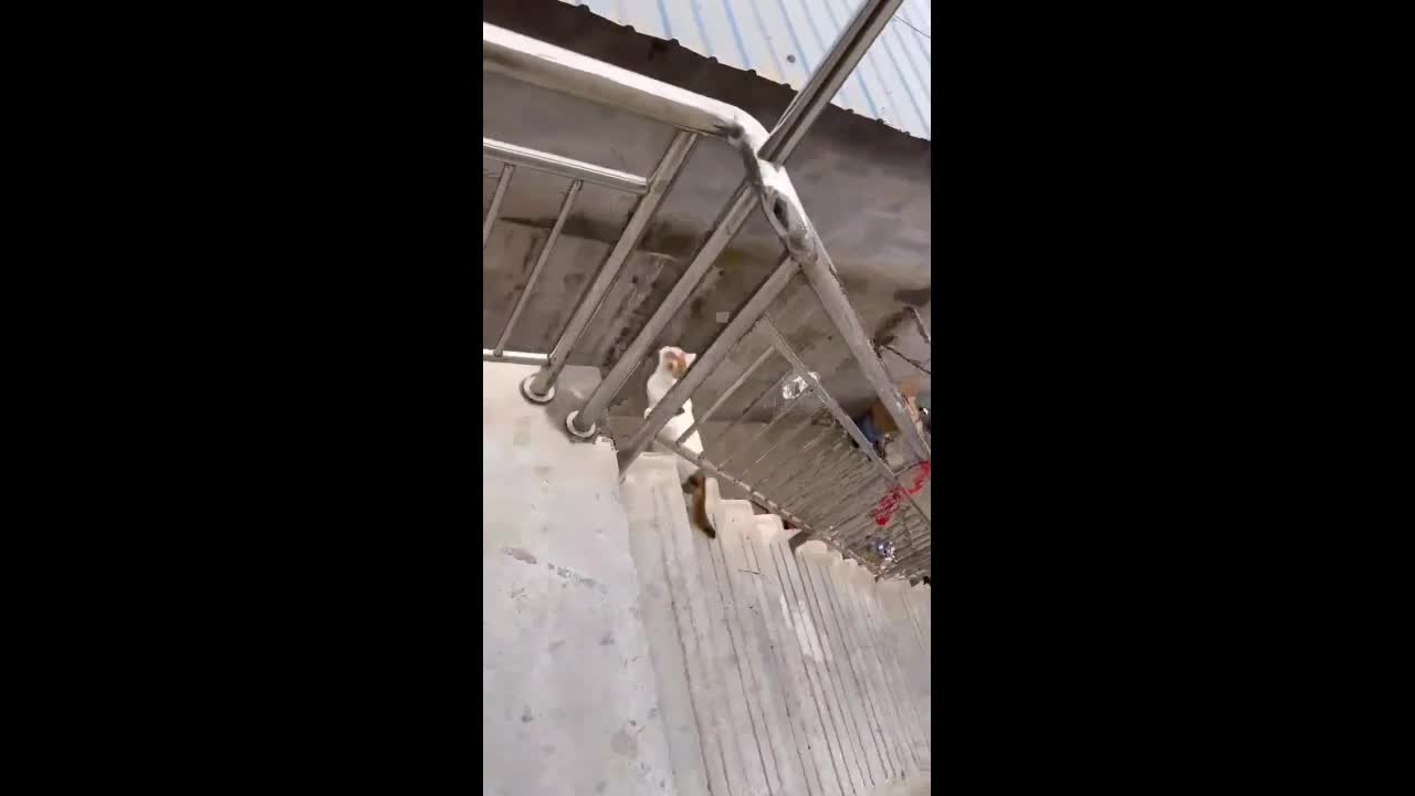 Video - Clip: Mèo “điên cuồng” nhảy lên nóc nhà dù liên tiếp thất bại