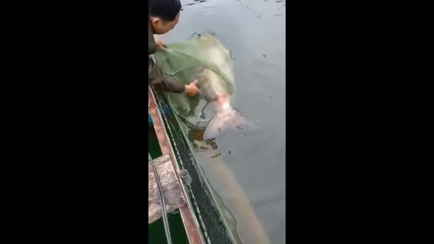 Video - Clip: Cận cảnh con cá mè nặng gần 50kg, dân bắt được ở Tuyên Quang