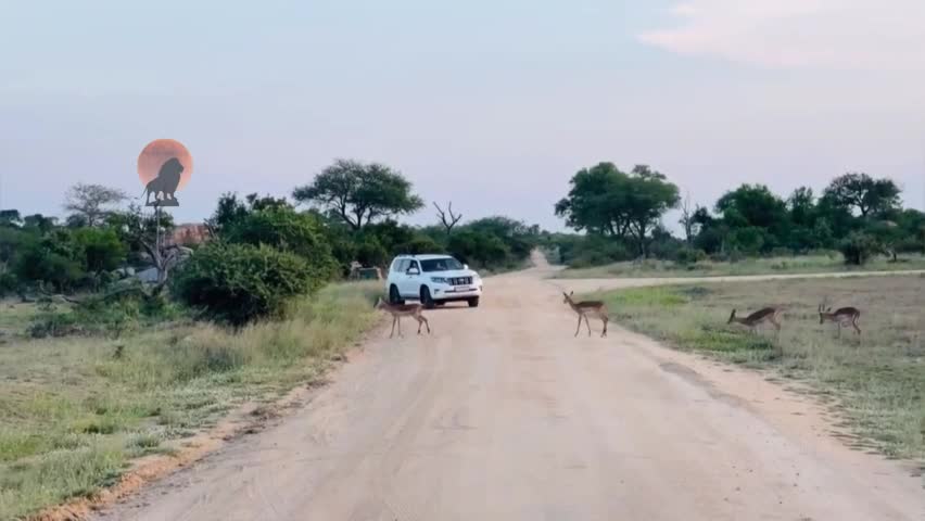 Video - Clip: Kịch tính đàn linh dương bị sư tử phục kích bất ngờ