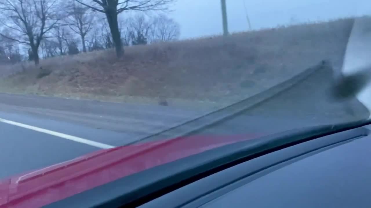 Video - Clip: Kangaroo bất ngờ xuất hiện ở Oshawa, Canada