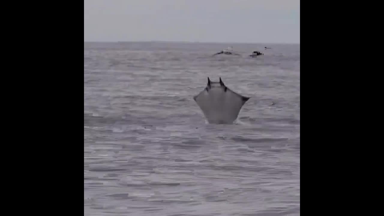 Video - Clip: Cá đuối nhảy lên khỏi mặt nước bay như chim gây kinh ngạc