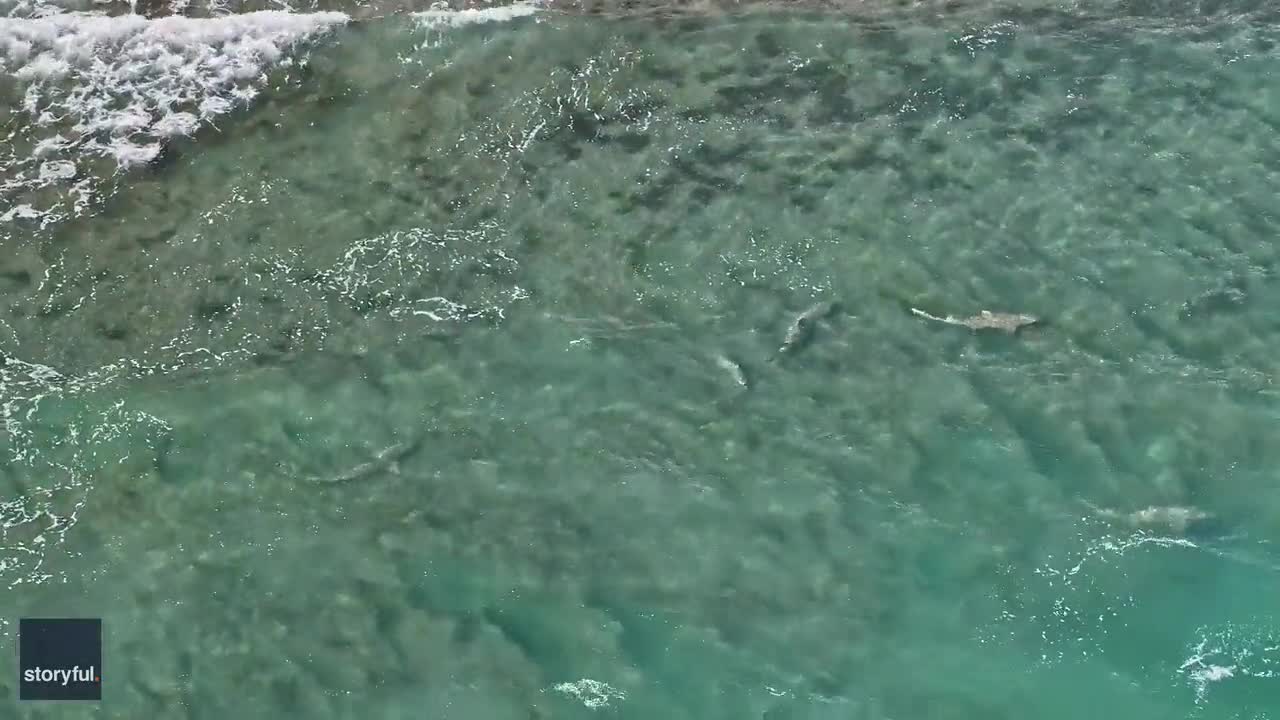 Video - Clip: Cá mập được nhìn thấy xuất hiện gần bờ ở Florida