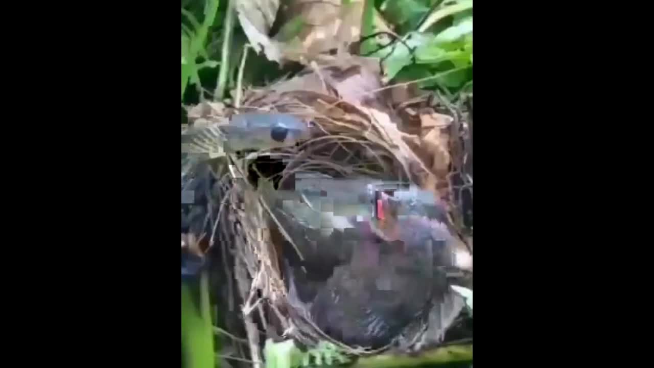 Video - Nhân lúc chim mẹ đi vắng, rắn tấn công chim non và cái kết bất ngờ