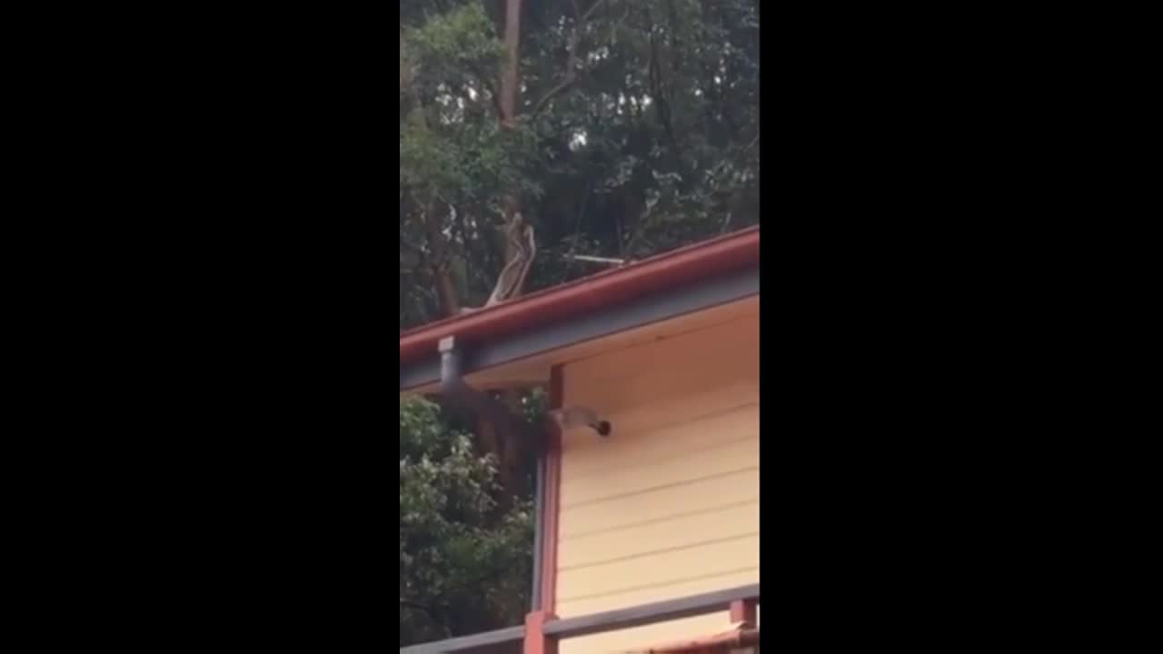 Video - Vừa về nhà, người phụ nữ chứng kiến cảnh tượng nổi da gà trên mái nhà