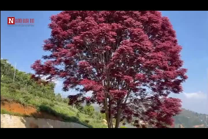 Văn hoá - Mãn nhãn hình ảnh cây trâm lá đỏ khoe sắc trên cao nguyên Lâm Đồng (Hình 25).