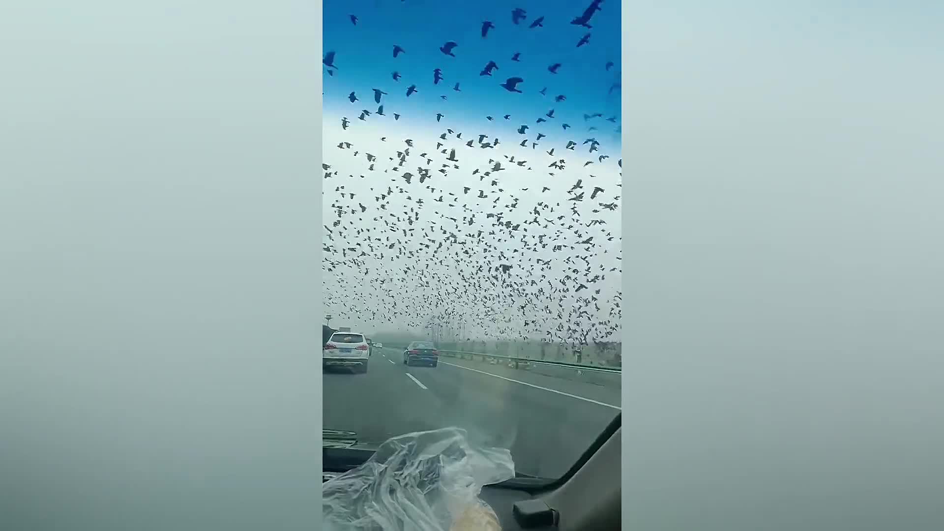 Đời sống - Bất ngờ xuất hiện đàn quạ khổng lồ bay lượn trên đường cao tốc