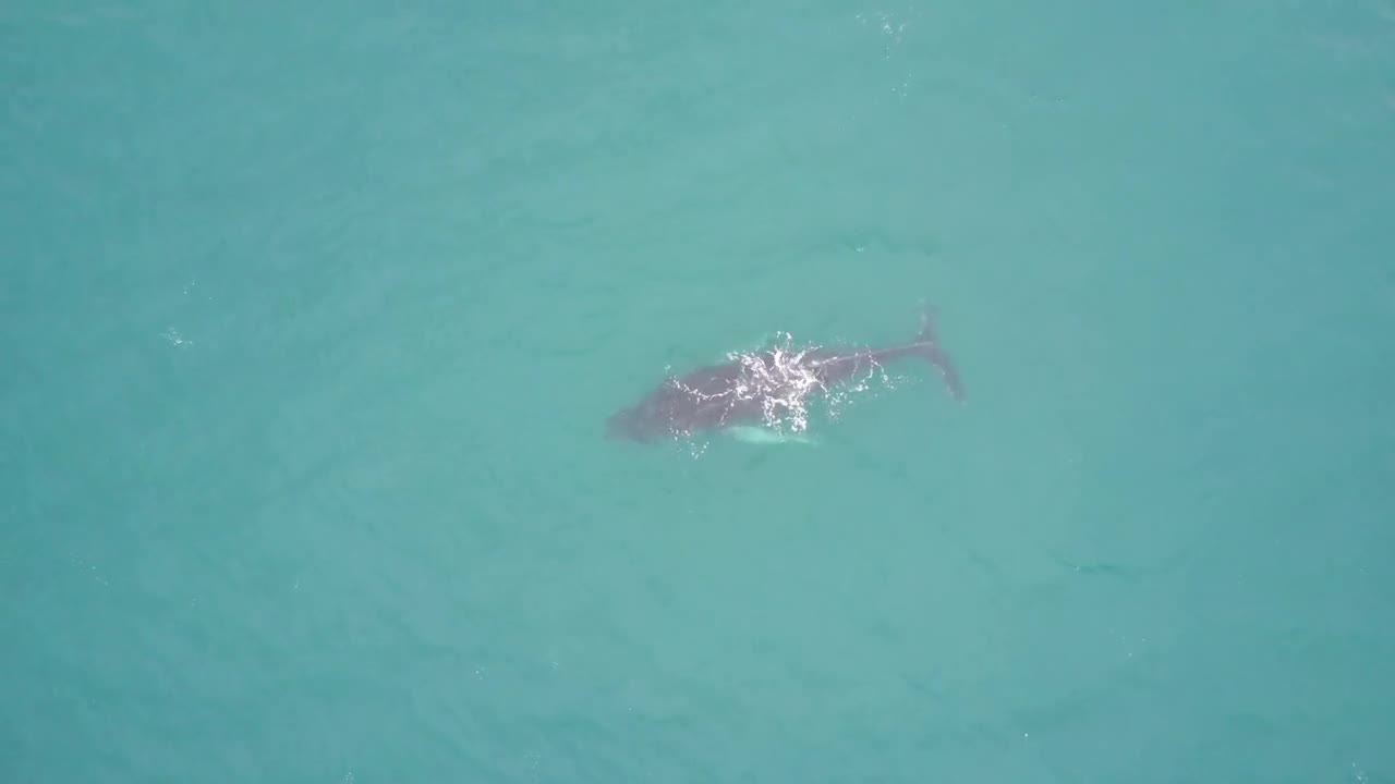 Video - Clip: Cá voi lưng gù bất ngờ xuất hiện ngoài khơi bờ biển Cornwall