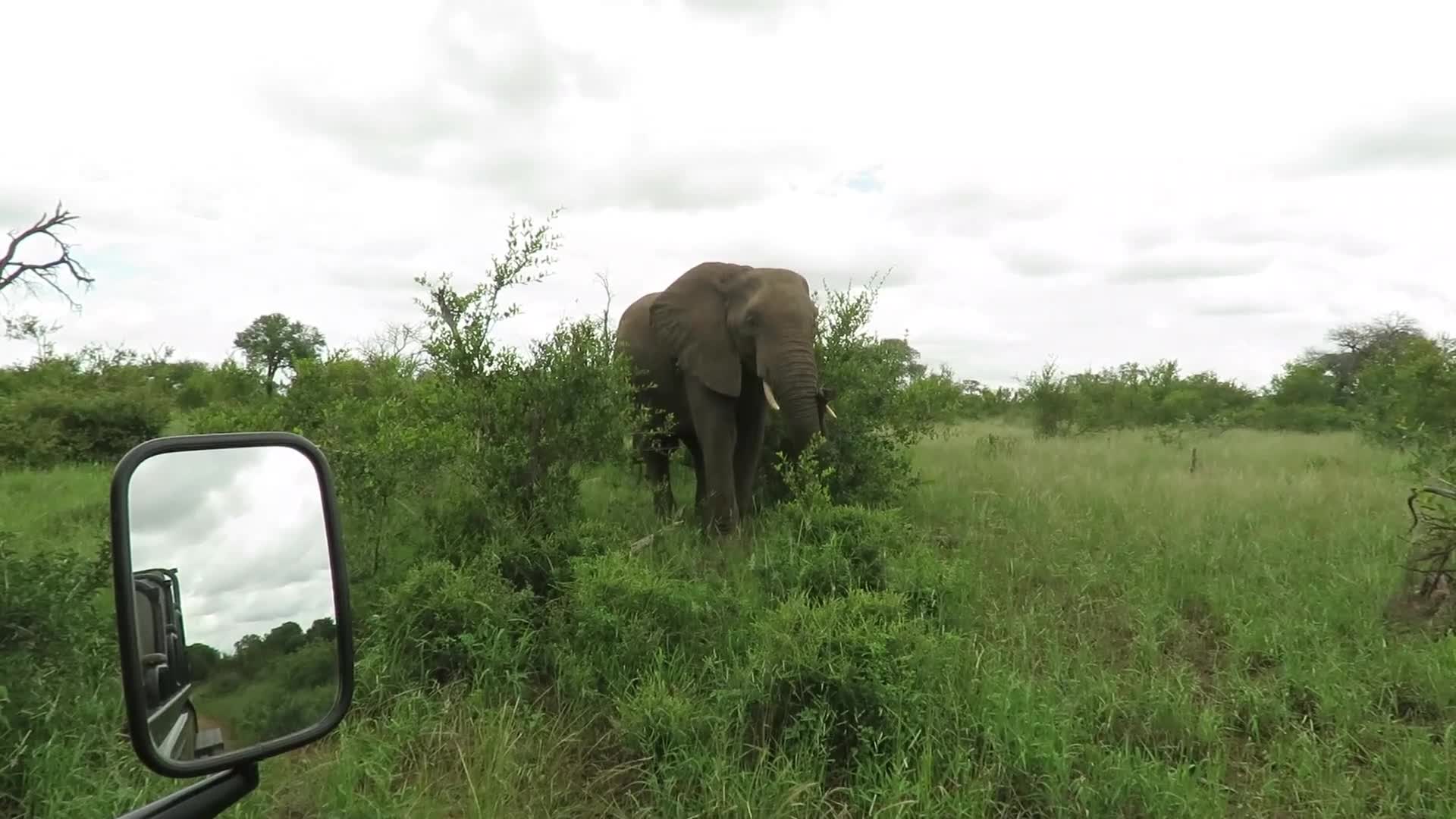 Đời sống - Con voi kích động dùng vòi ném đầy đất vào người nhiếp ảnh gia (Hình 2).