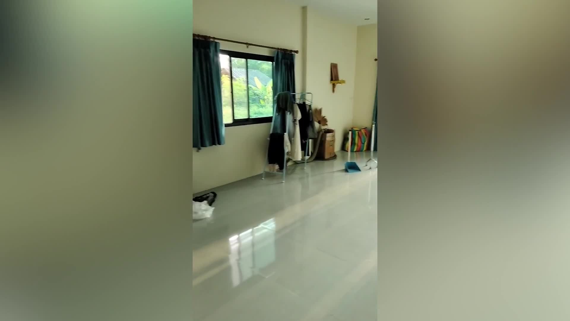 Video - Clip: Rắn hổ mang chúa khổng lồ bất ngờ xuất hiện trong phòng khách