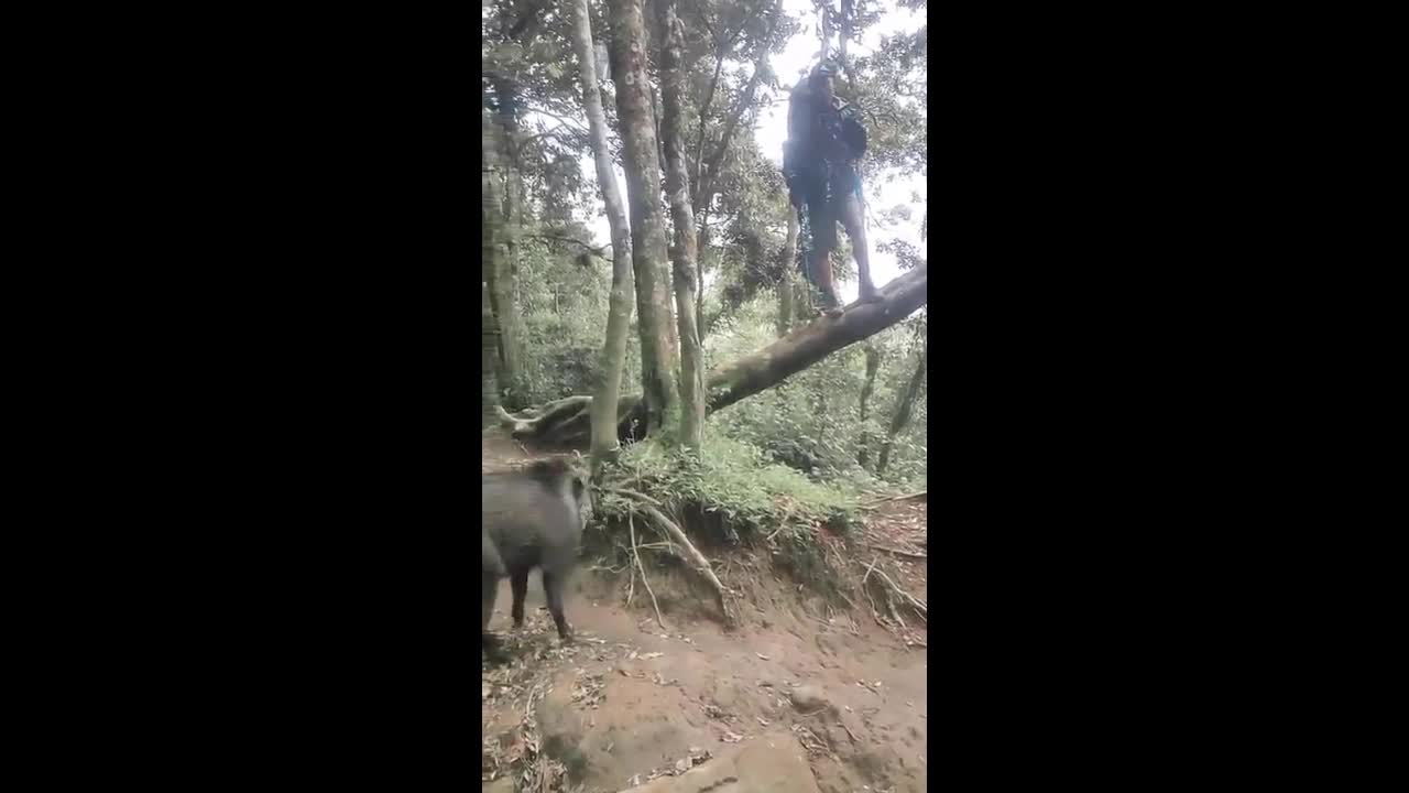 Video - Clip: Bị lợn rừng truy đuổi, nhóm người sợ hãi leo lên cây lánh nạn