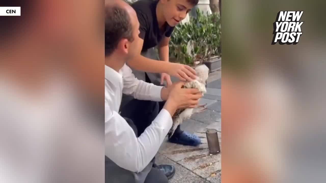 Video - Clip: Trêu chọc chim hải âu, người đàn ông suýt bị cắn đứt lưỡi