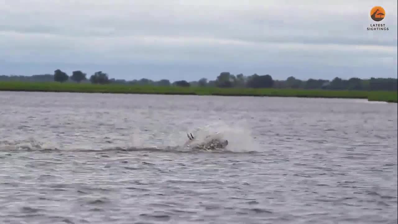 Video - Clip: Linh dương bị cá sấu đuổi cắn trên sông và cái kết gay cấn