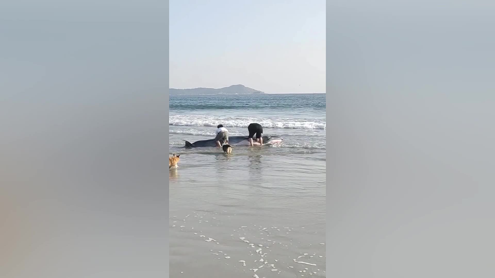 Video - Clip: Du khách tốt bụng đẩy cá voi mắc cạn trở lại biển
