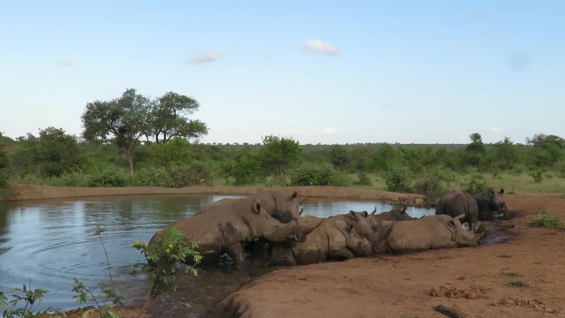 Video - Clip: Cảnh tượng hiếm gặp về đàn tê giác được nhìn thấy trong tự nhiên