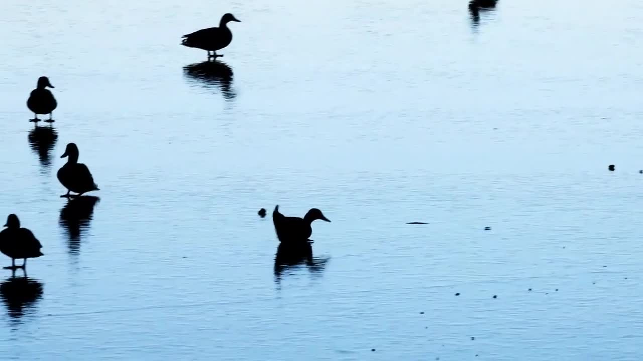 Video - Clip: Vịt hạ cánh rồi trượt chân trên mặt hồ đóng băng