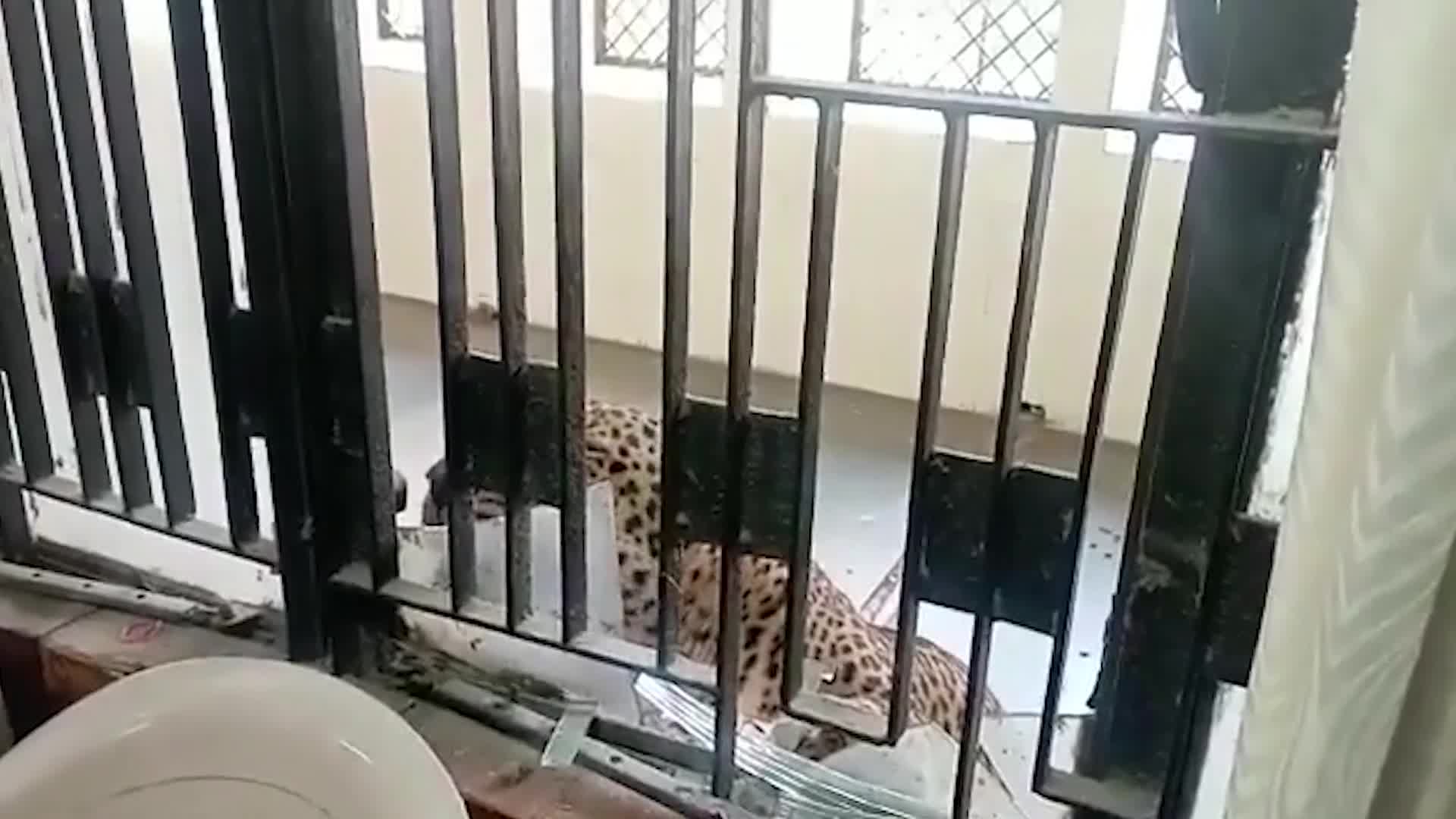 Life - Wild leopards attack at court injuring 8 people (Figure 2).