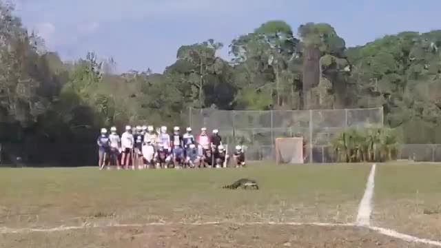 Đời sống - Cá sấu bất ngờ xuất hiện trên sân thể thao của trường học ở Florida (Hình 2).