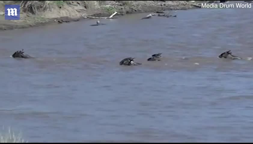 Video - Clip: Linh dương đầu bò bị cá sấu cắn đuôi và màn thoát chết khó tin