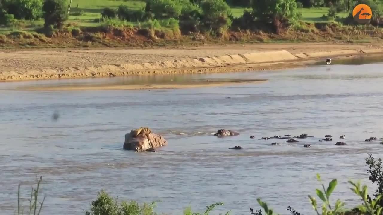 Video - Clip: Bị hà mã đuổi cắn, sư tử nhảy xuống sông thoát thân và cái kết