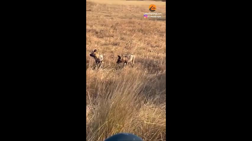 Video - Clip: Chó hoang 'uy hiếp' sư tử để giải cứu đồng loại và cái kết