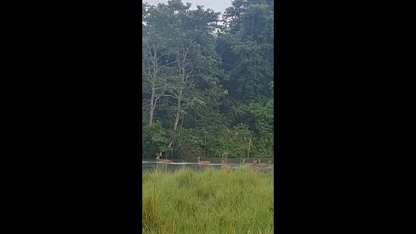 Video - Clip: Hổ Bengal phi thân nhanh như chớp, tóm gọn hươu trên sông