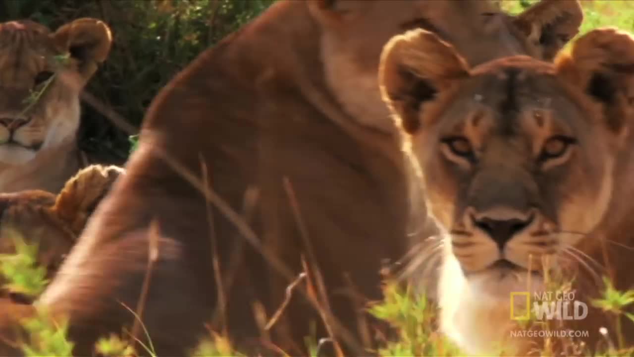 Video - Clip: Ngựa vằn tung cước đá 'lật mặt' sư tử rồi tẩu thoát ngoạn mục