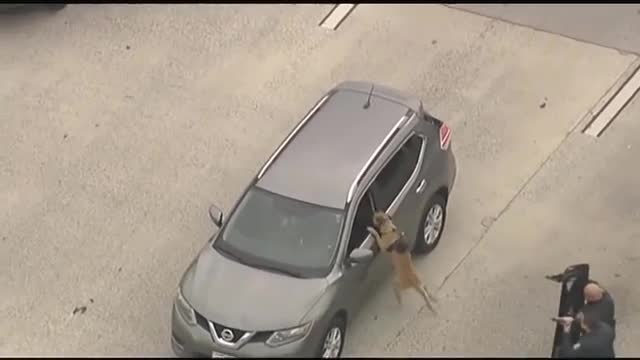 Video - Clip: Chó nghiệp vụ phi thân tóm gọn tên cướp ô tô trên xa lộ
