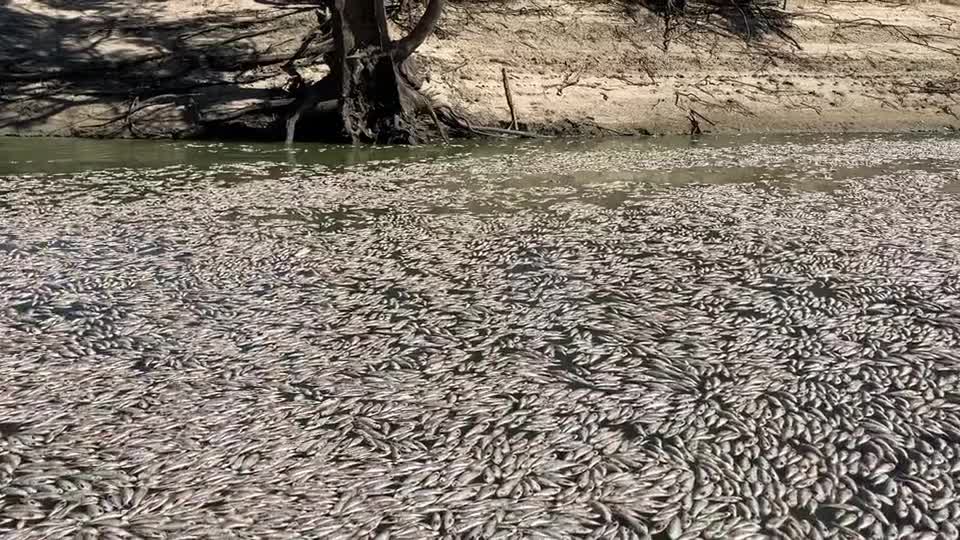 Đời sống - Lý giải nguyên nhân hàng triệu con cá chết ở sông Darling, Australia (Hình 2).