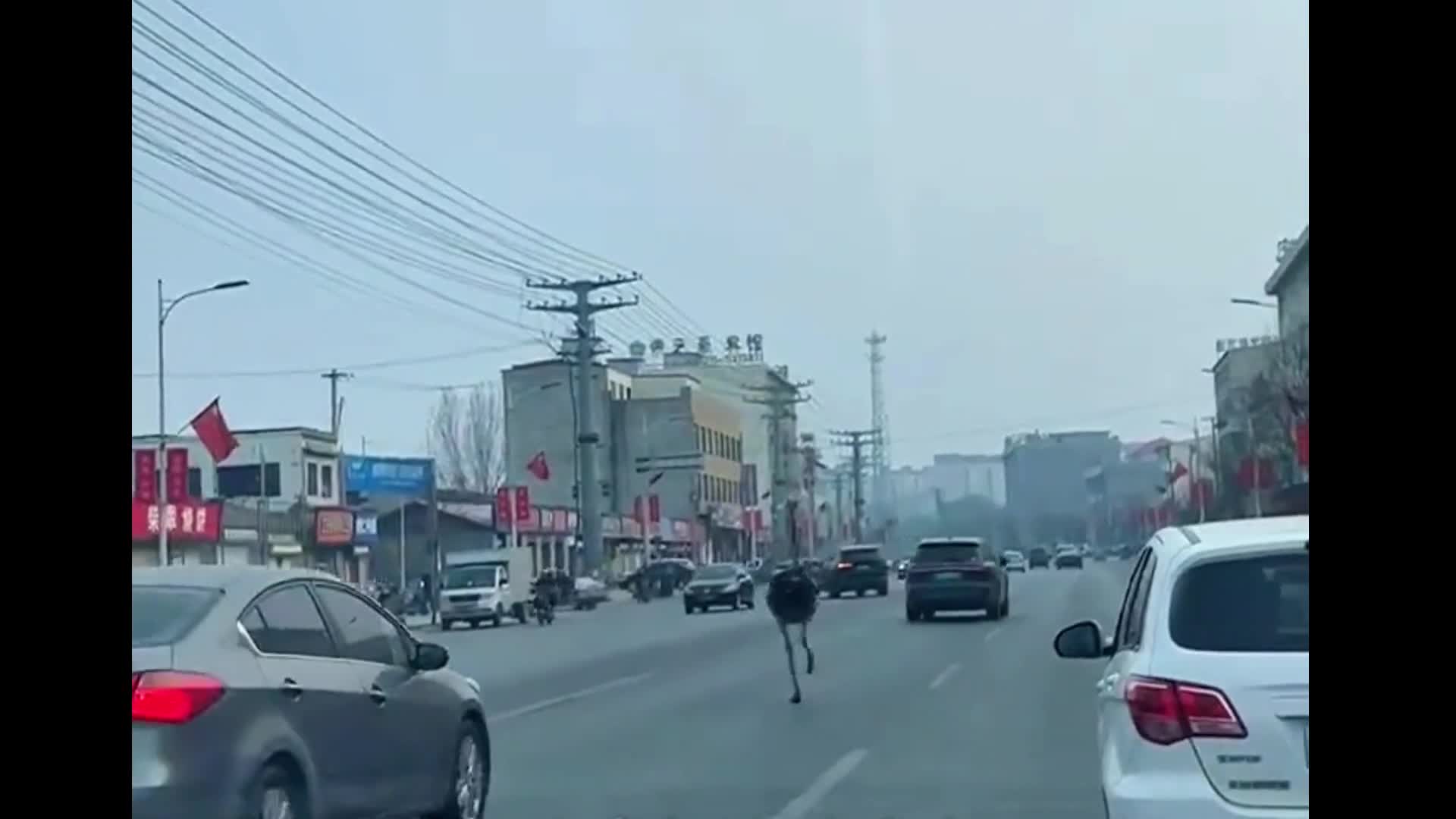 Video - Clip: Hi hữu đà điểu chạy trốn giữa gây hỗn loạn giao thông