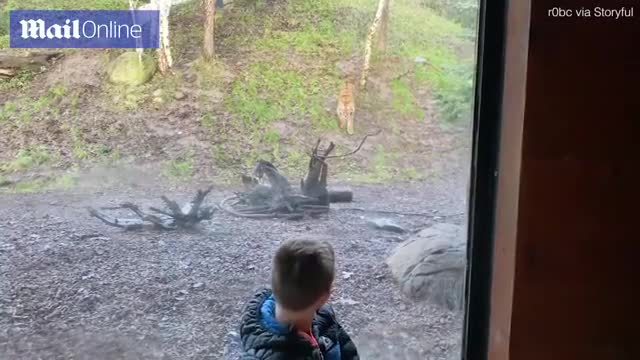 Video - Clip: Hổ điên cuồng lao tới vồ bé trai qua cửa kính và cái kết